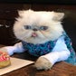 Profile image of Shelby - Cat Personality