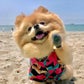 Profile image of Hi_im_Chewie
