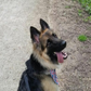 Profile image of Shiloh the Doggo