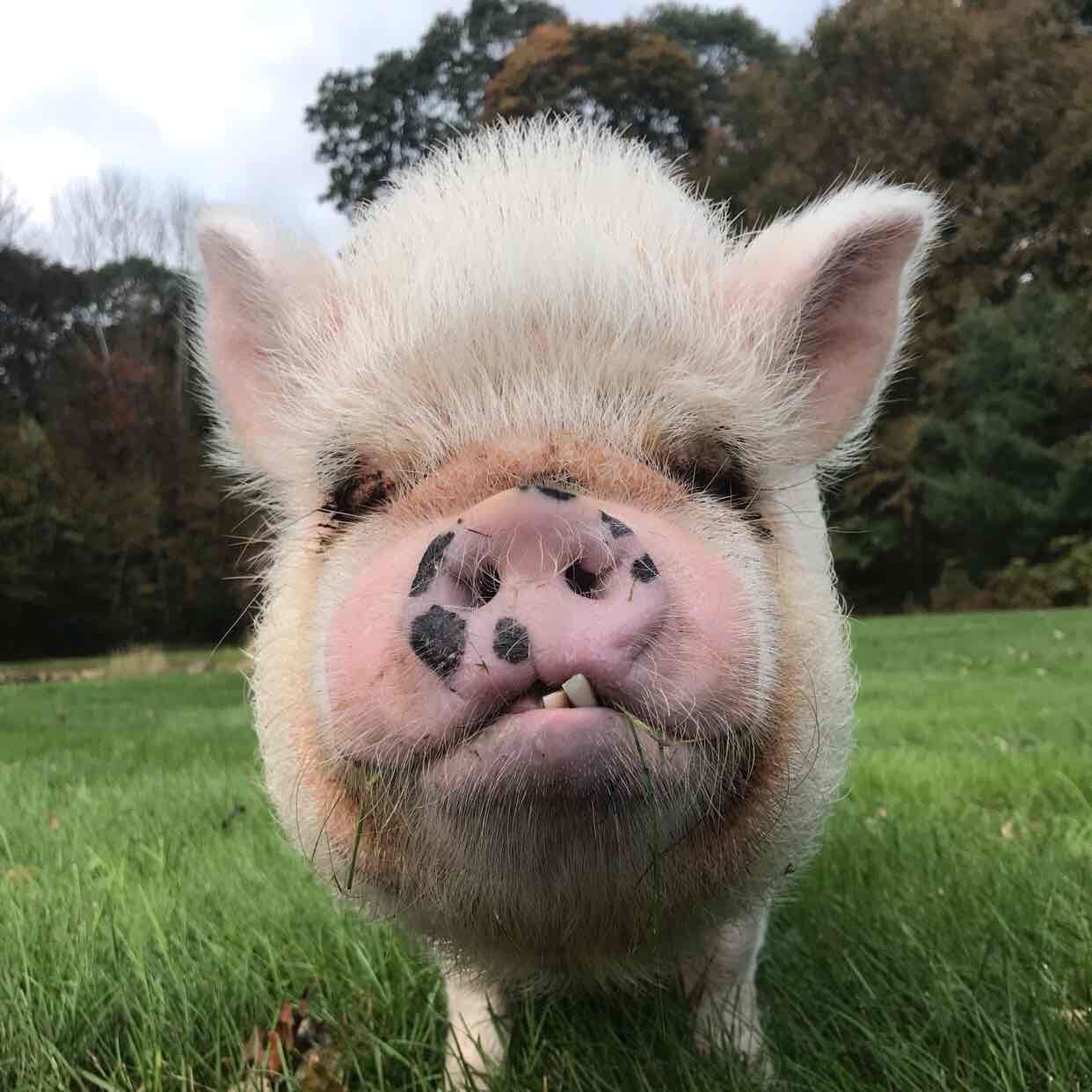 Abby The Pink Piggy