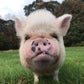 Profile image of Abby The Pink Piggy