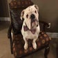 Profile image of Sir Henry the English Bulldog