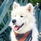 Profile image of Carl The Sammy