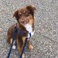 Profile image of Chester the Good Boy