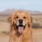 Profile image of Louie The Golden Retriever