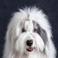 Profile image of Rocco