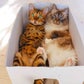 Profile image of Nelly and Gilbert the cats