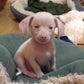 Profile image of Piglet the Deaf Blind Pink Puppy