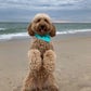 Profile image of Bentley The Goldendoodle Puppy