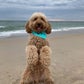 Profile image of Bentley The Goldendoodle Puppy