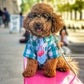Profile image of Bowser The Goldendoodle
