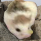 Profile image of Squishy Marie