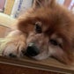 Profile image of YUZAWA MAHO