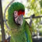 Profile image of Radio the Military Macaw