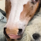 Profile image of UncleBrownie_thehorse
