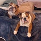 Profile image of Bentley & Finn