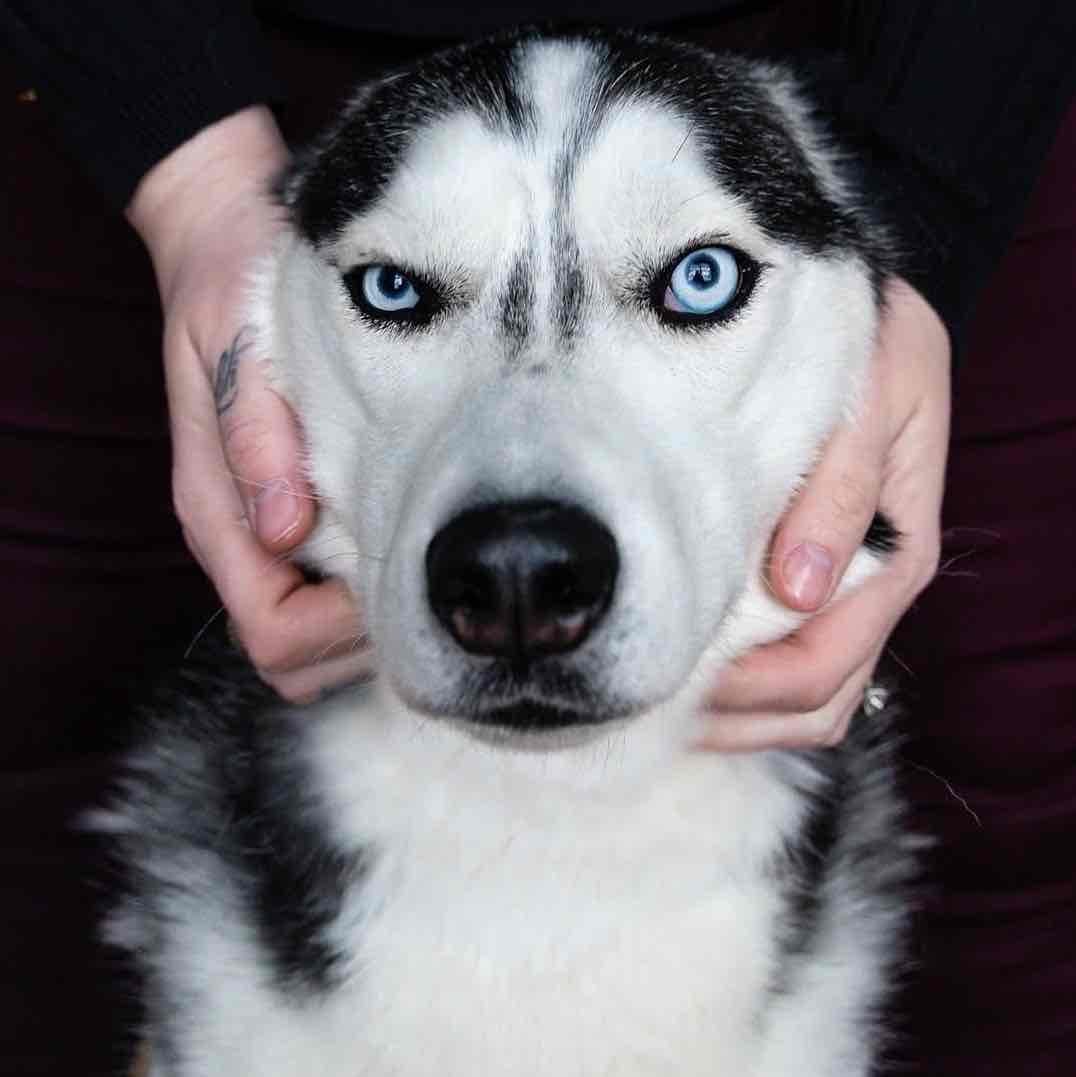 The Husky Moon