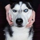 Profile image of The Husky Moon