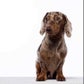 Profile image of Mini Pepper Brown