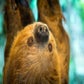 Profile image of Curly the Sloth at Houston Zoo