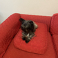 Profile image of oreothepuppy