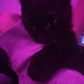 Profile image of Binx