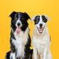 Profile image of Yaya & Boo