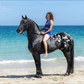 Profile image of Coloured horses