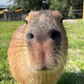 Profile image of Pumpkin The Capybara & Trixie The Crow