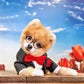 Profile image of Bentley The Pom