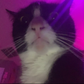 Profile image of Thomas Russo