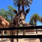 Profile image of Giant Giraffe