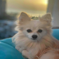 Profile image of Angel Baby Pom (SparklesAngelXOXO)