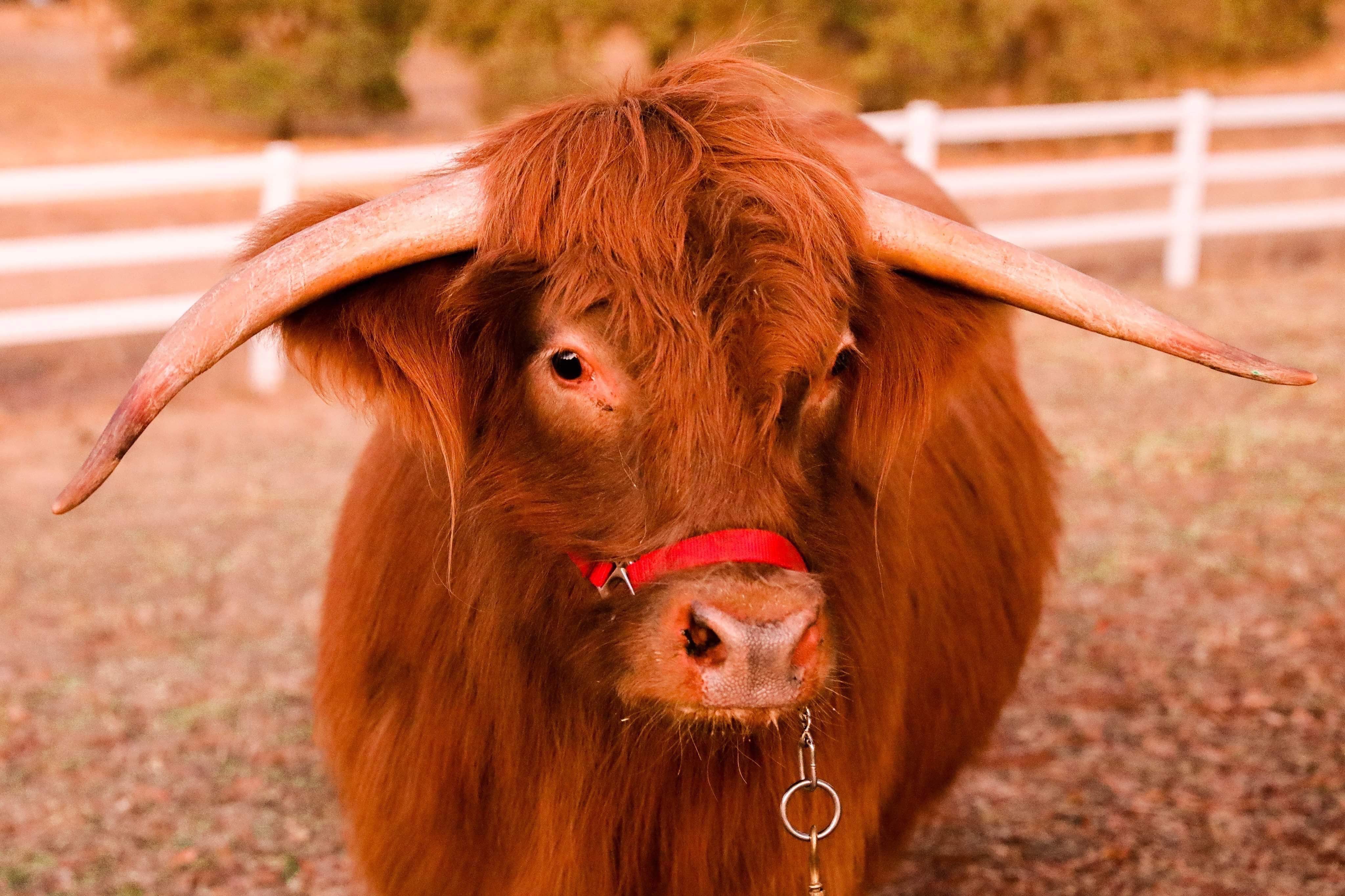 Buckley The Highland Cow