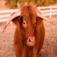 Profile image of Buckley The Highland Cow