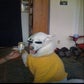 Profile image of Adapting Marissy