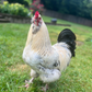 Profile image of Chicken Happy Hour