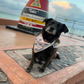 Profile image of Holland the Pup
