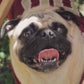 Profile image of Lucky Goats