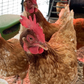 Profile image of Lily + the Gang (Chickens)