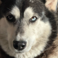 Profile image of Second Chance Mushers