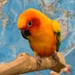 Profile image of Lucy the Sun Conure
