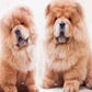 Profile image of Duke and duchess