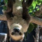 Profile image of Fernando the Sloth