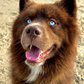 Profile image of Kovu