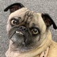 Profile image of Ozzy the Mean Mug Pug (dog)