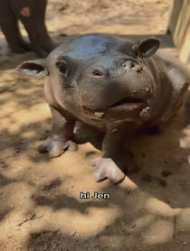 Poster for Roast video from Mars the Pygmy Hippo