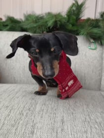 Poster for Holiday video from Crusoe the Dachshund