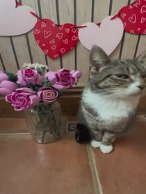 Poster for Valentine's Day video from Mittens