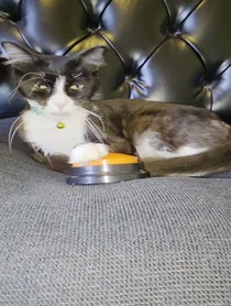 Poster for Other video from Cat Gentleman
